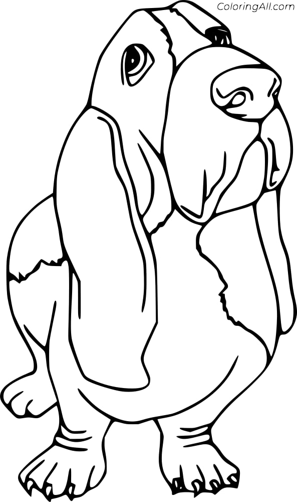 Basset Hound Dog Coloring Page