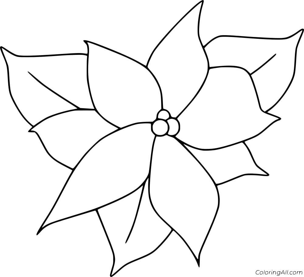 Poinsettia